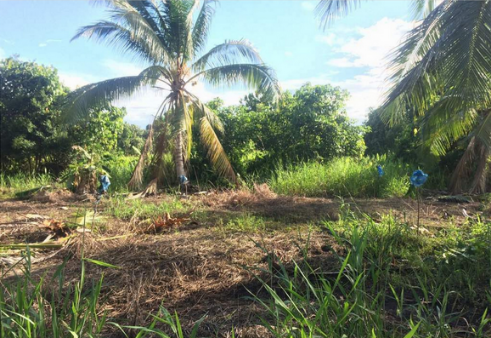 ​​TGM 5 at Mukah, Sarawak